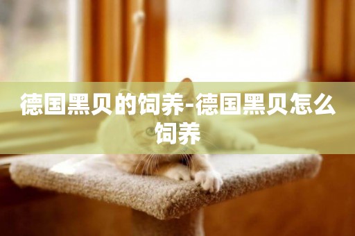 德國黑貝的飼養-德國黑貝怎么飼養