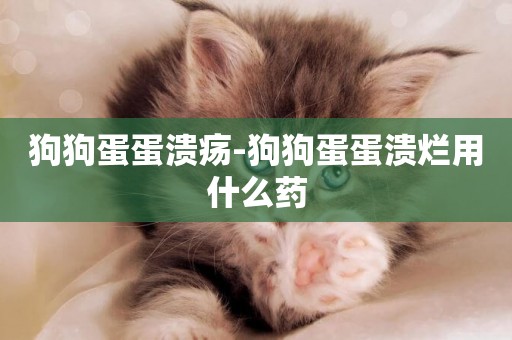 狗狗蛋蛋潰瘍-狗狗蛋蛋潰爛用什么藥