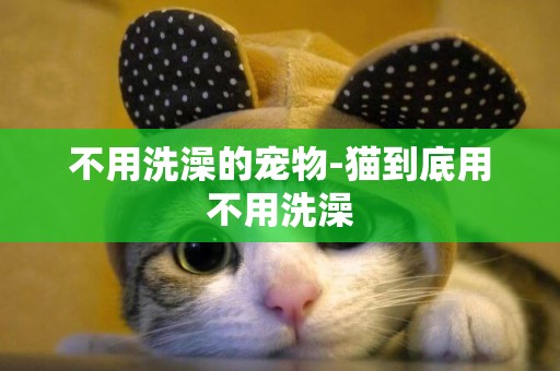 不用洗澡的寵物-貓到底用不用洗澡
