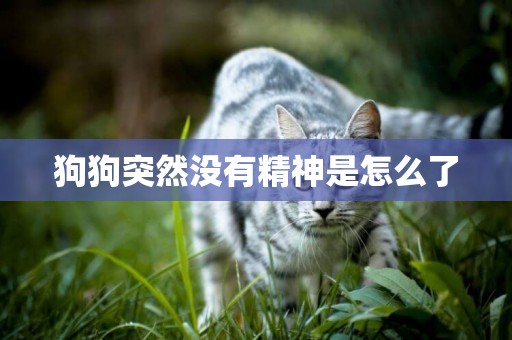 狗狗突然沒有精神是怎么了