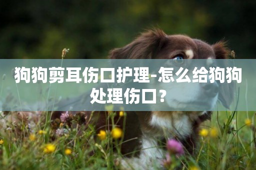 狗狗剪耳傷口護理-怎么給狗狗處理傷口？