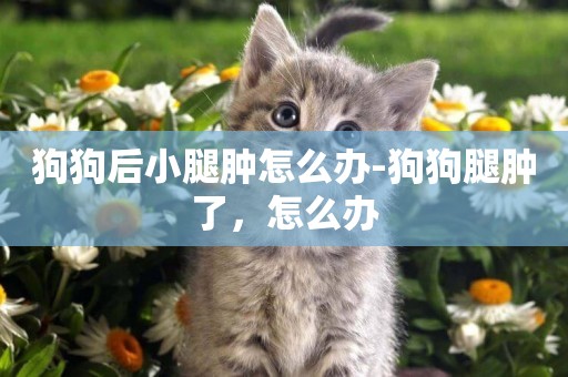 狗狗后小腿腫怎么辦-狗狗腿腫了，怎么辦