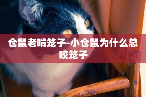 倉鼠老啃籠子-小倉鼠為什么總咬籠子