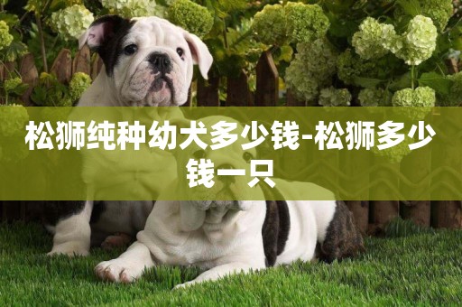 松獅純種幼犬多少錢-松獅多少錢一只