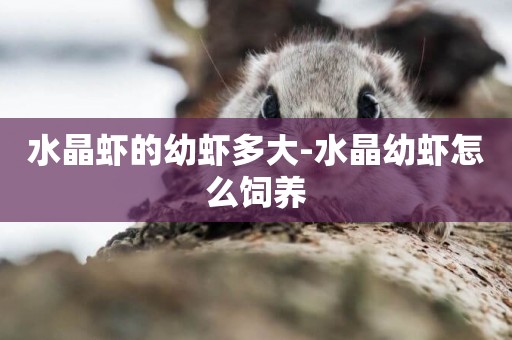 水晶蝦的幼蝦多大-水晶幼蝦怎么飼養
