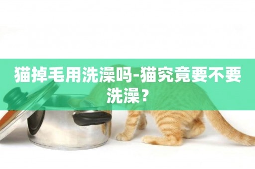 貓掉毛用洗澡嗎-貓究竟要不要洗澡？