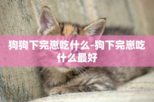 狗狗下完崽吃什么-狗下完崽吃什么最好