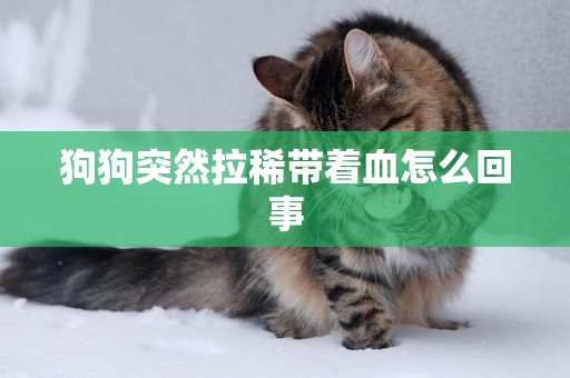 狗狗突然拉稀帶著血怎么回事