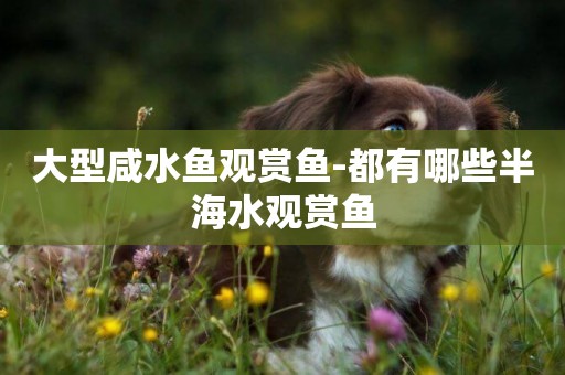 大型咸水魚觀賞魚-都有哪些半海水觀賞魚