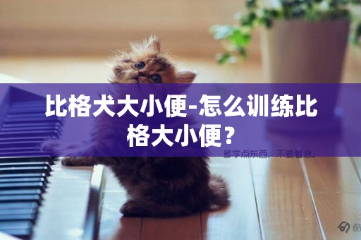比格犬大小便-怎么訓練比格大小便？