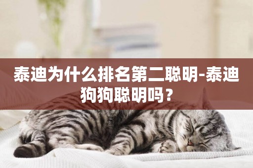 泰迪為什么排名第二聰明-泰迪狗狗聰明嗎？