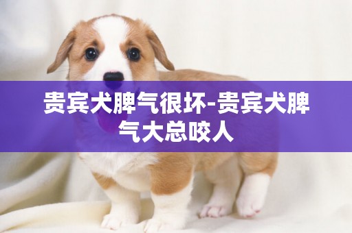 貴賓犬脾氣很壞-貴賓犬脾氣大總咬人