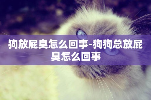 狗放屁臭怎么回事-狗狗總放屁臭怎么回事