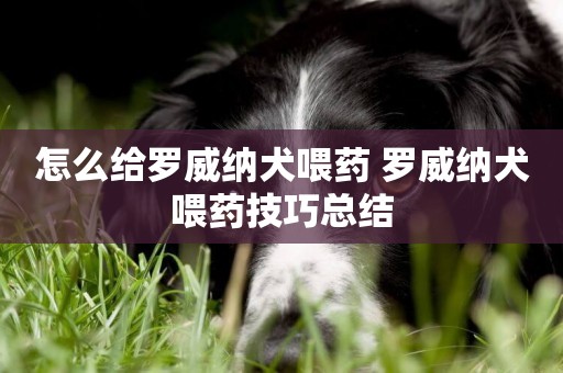 怎么給羅威納犬喂藥 羅威納犬喂藥技巧總結