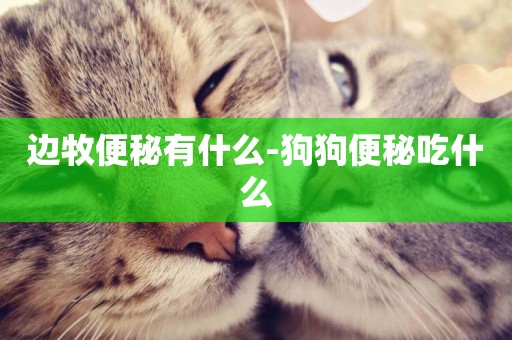 邊牧便秘有什么-狗狗便秘吃什么