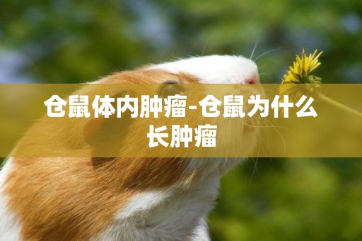 倉鼠體內腫瘤-倉鼠為什么長腫瘤