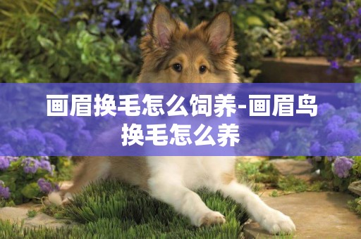 畫眉換毛怎么飼養-畫眉鳥換毛怎么養