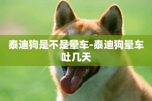 泰迪狗是不是暈車-泰迪狗暈車吐幾天
