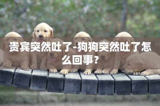 貴賓突然吐了-狗狗突然吐了怎么回事？