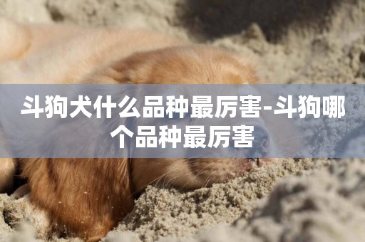 斗狗犬什么品種最厲害-斗狗哪個品種最厲害