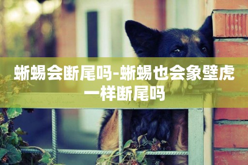 蜥蜴會斷尾嗎-蜥蜴也會象壁虎一樣斷尾嗎