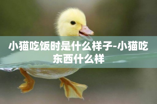 小貓吃飯時是什么樣子-小貓吃東西什么樣