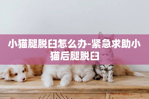 小貓腿脫臼怎么辦-緊急求助小貓后腿脫臼
