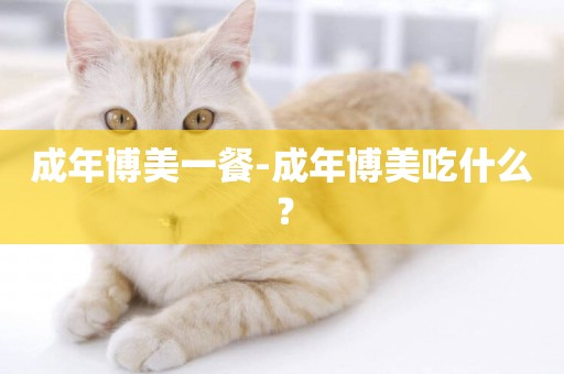 成年博美一餐-成年博美吃什么？