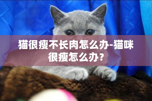 貓很瘦不長肉怎么辦-貓咪很瘦怎么辦？