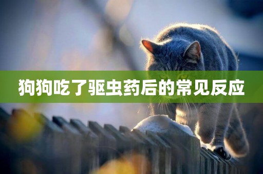 狗狗吃了驅蟲藥后的常見反應