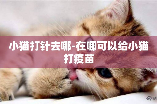 小貓打針去哪-在哪可以給小貓打疫苗