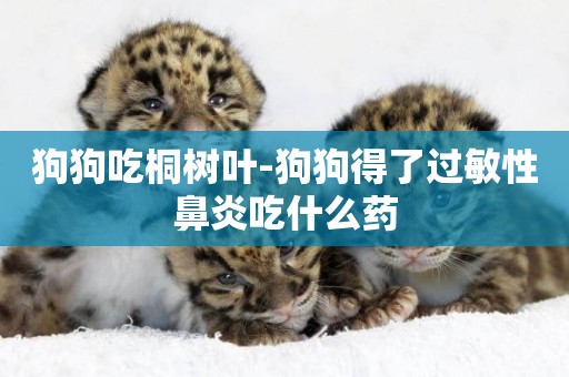 狗狗吃桐樹葉-狗狗得了過敏性鼻炎吃什么藥