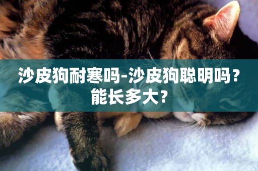 沙皮狗耐寒嗎-沙皮狗聰明嗎？能長多大？