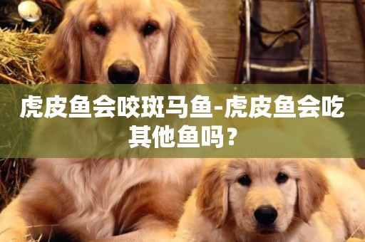 虎皮魚會咬斑馬魚-虎皮魚會吃其他魚嗎？