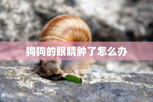 狗狗的眼睛腫了怎么辦