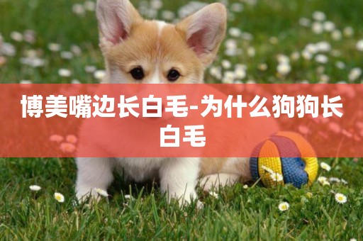 博美嘴邊長白毛-為什么狗狗長白毛