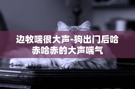 邊牧喘很大聲-狗出門后哈赤哈赤的大聲喘氣