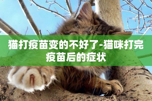 貓打疫苗變的不好了-貓咪打完疫苗后的癥狀