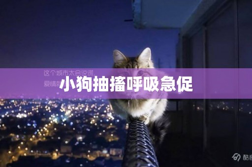 小狗抽搐呼吸急促