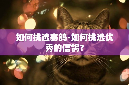 如何挑選賽鴿-如何挑選優秀的信鴿？