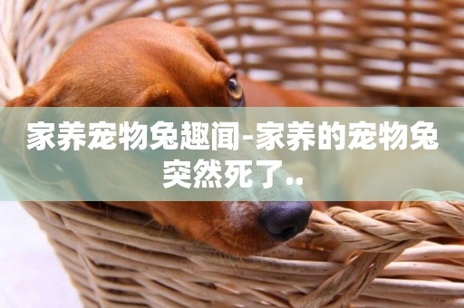 家養寵物兔趣聞-家養的寵物兔突然死了..