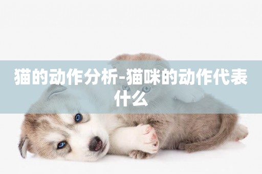 貓的動作分析-貓咪的動作代表什么