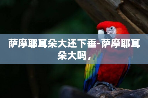 薩摩耶耳朵大還下垂-薩摩耶耳朵大嗎，