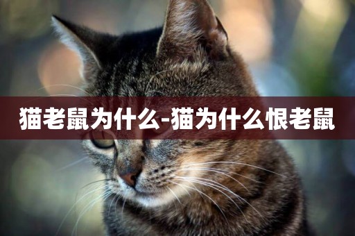 貓老鼠為什么-貓為什么恨老鼠