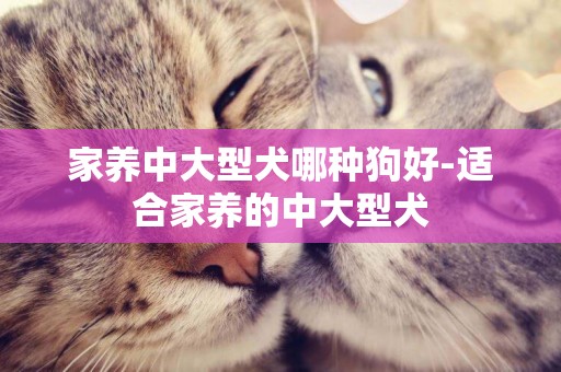 家養中大型犬哪種狗好-適合家養的中大型犬