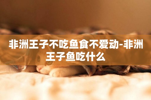 非洲王子不吃魚食不愛動-非洲王子魚吃什么