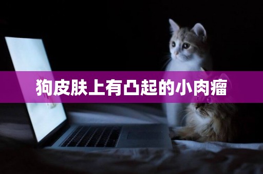 狗皮膚上有凸起的小肉瘤