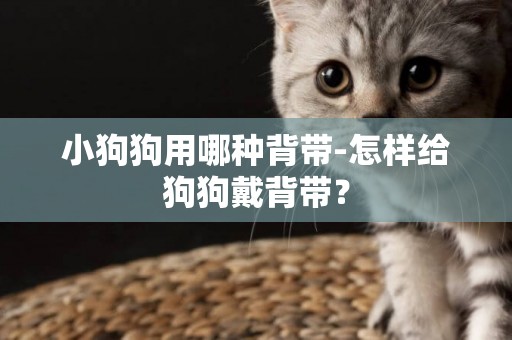 小狗狗用哪種背帶-怎樣給狗狗戴背帶？