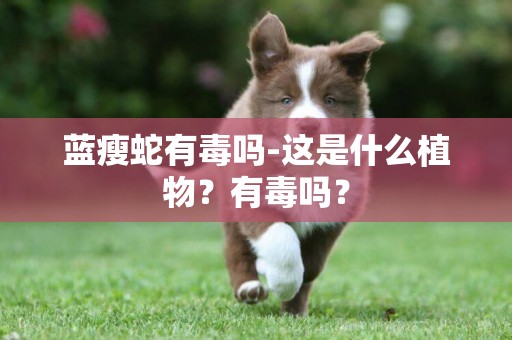 藍瘦蛇有毒嗎-這是什么植物？有毒嗎？