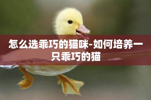 怎么選乖巧的貓咪-如何培養一只乖巧的貓